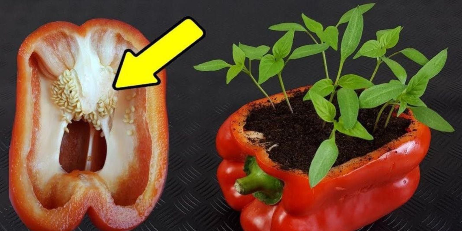 Wie man zu Hause Paprika anbaut: Das Geheimnis einer reichlichen Produktion