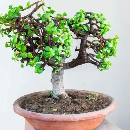 Wie pflanzt und pflegt man den Jadebaum? Die Schritt-für-Schritt-Anleitung