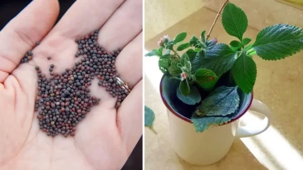 Züchten Sie Ihre eigene Minze in einer Tasse: eine aromatische und dekorative Lösung für Ihr Zuhause