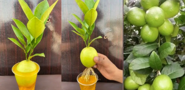 Zitronenmagie: Der einfachste Weg, Zitronen aus Zitronenkernen zu züchten