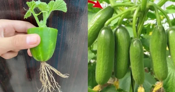 Überraschende Methode: Wie man Gurken durch Vermehrung anbaut