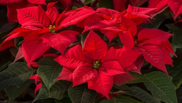 Üppiger Weihnachtsstern, wie man sich von Blättern vermehrt: er blüht monatelang