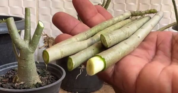 A única técnica para arrancar ramos de rosas sem gastar