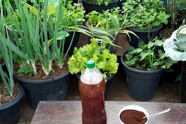 Adubo caseiro de borra de café para adubar suas plantas e hortaliças