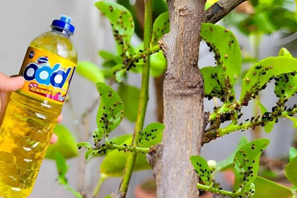 Aprendi como eliminar pragas das plantas preparando uma calda de detergente de cozinha