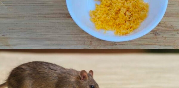 Basta combinar esses dois ingredientes para manter os ratos e as baratas longe de sua casa