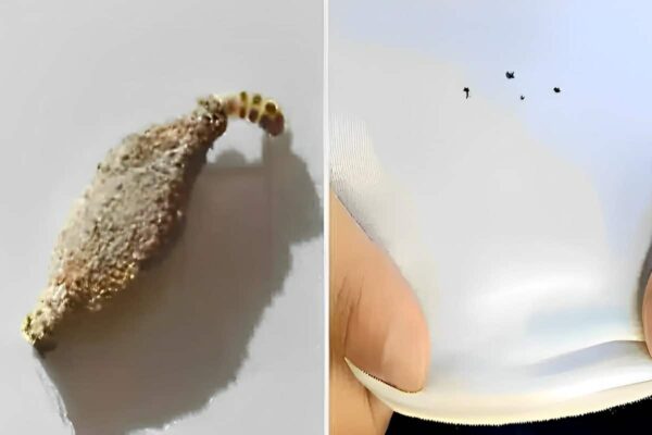 Como acabar com as traças de forma natural e sem usar inseticidas