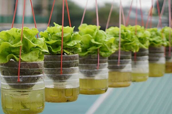Como cultivar alface em garrafa pet na sua casa ou apartamento