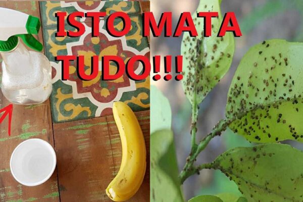 Como eliminar pragas das plantas usando apenas água e detergente neutro