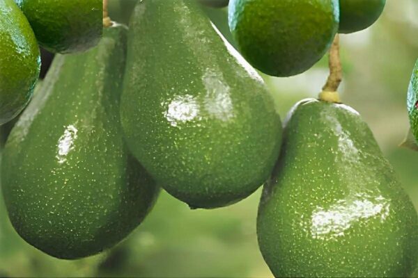 Como plantar abacate em vaso e começar a produzir dentro de poucos meses