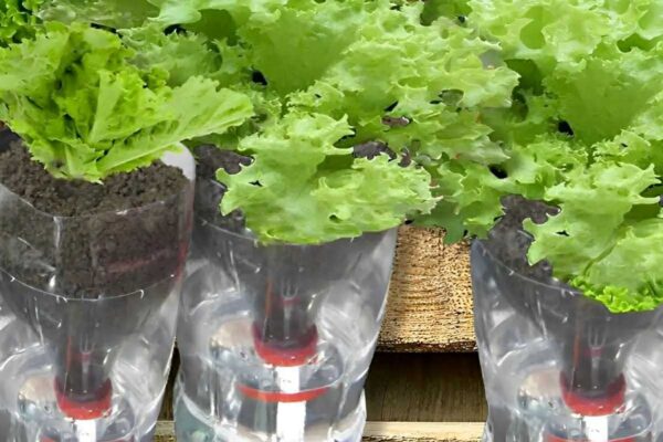 Como plantar alface em casa usando apenas 1 garrafa PET