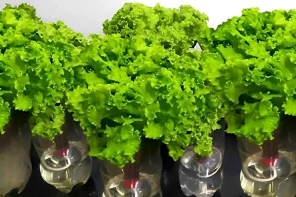 Como plantar alface na garrafa PET e começar a  colher em apenas 2 meses