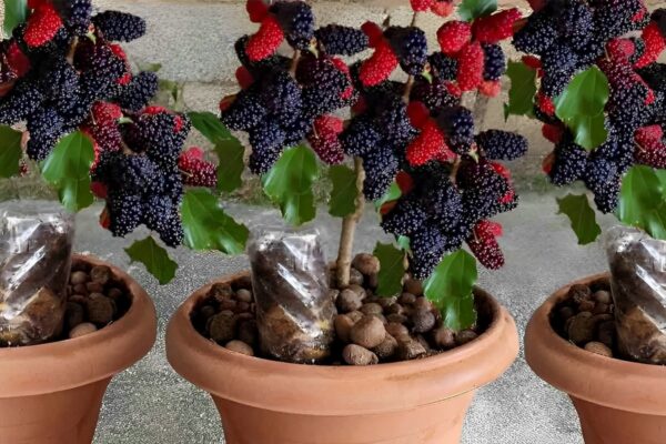 Como plantar amora em vaso e ter essa frutinha deliciosa sempre à mão seja em casa ou em apartamento