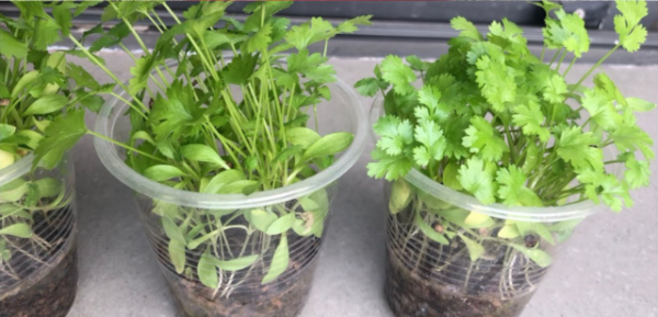 Como plantar coentro em casa