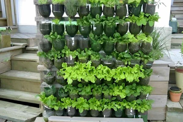 Como plantar hortaliça em garrafa PET: passo a passo para produzir em casa com qualidade