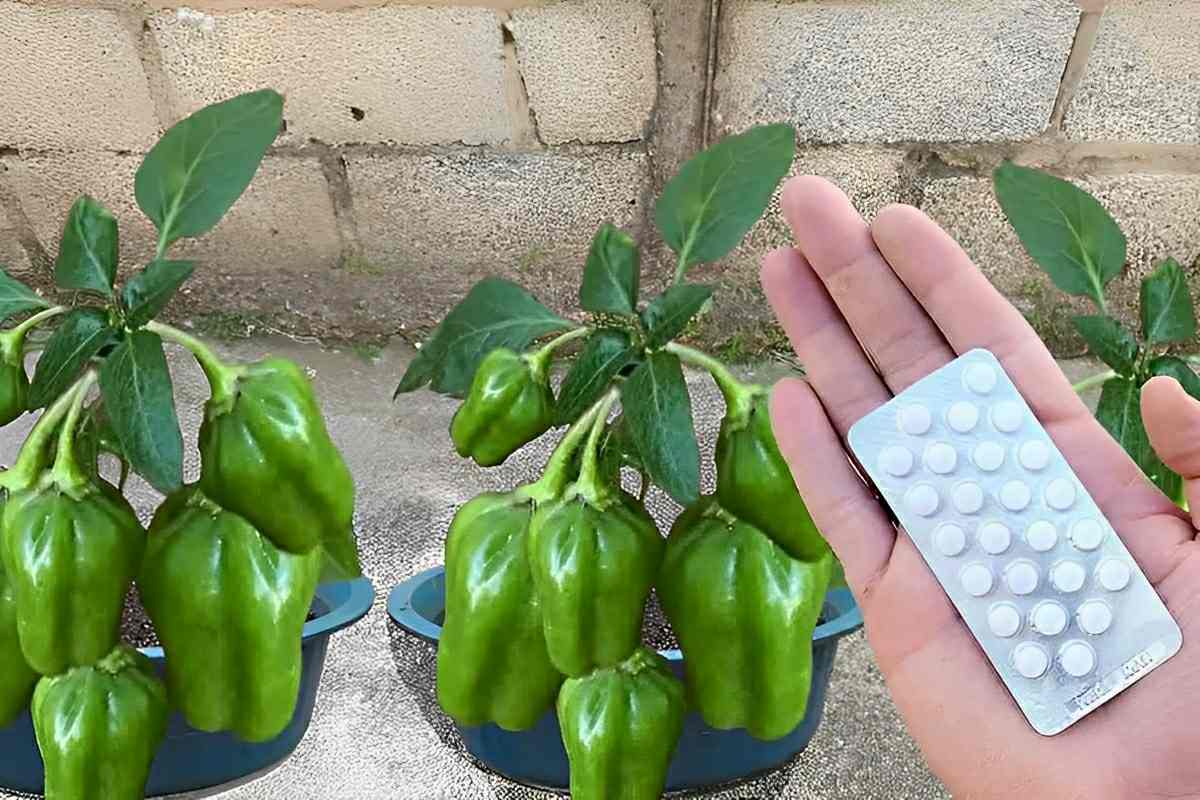 Como plantar pimentão em vaso e começar a produzir em até 60 dias
