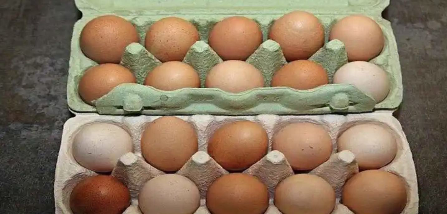 Criador de galinhas revela técnica mais eficaz para manter os ovos frescos por muito tempo