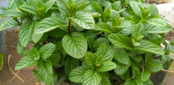 Depois que aprendi a cultivar hortelã tão fácil assim, agora tenho sempre fresquinho