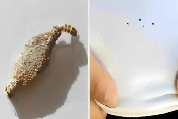 Descubra como acabar com as traças da sua casa de um jeito definitivo