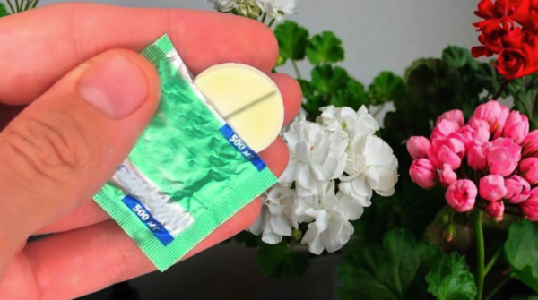 Este remédio caseiro garante um crescimento ativo e exuberante das flores