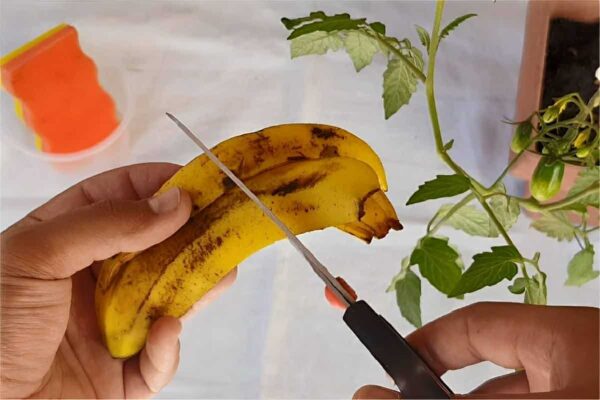 Fiz adubo caseiro para plantas sem gastar nada usando apenas cascas de banana