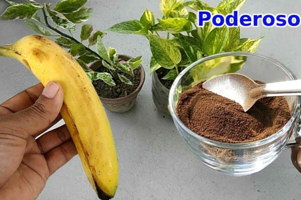 Fiz um adubo caseiro para plantas poderoso usando somente cascas de banana