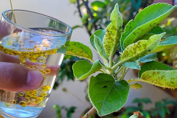 Inseticida caseiro para plantas feito com 2 ingredientes que você tem em casa