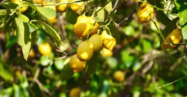Limoeiro: Como plantar e cultivar um plano de limão com sucesso?
