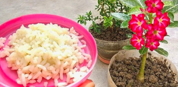 Não jogue fora, vale ouro para as plantas: você vai ver como elas vão crescer visivelmente