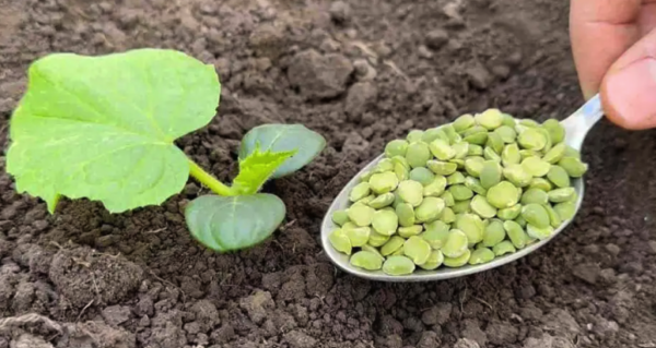 Não plante pepino sem este ingrediente, dobra a colheita instantaneamente