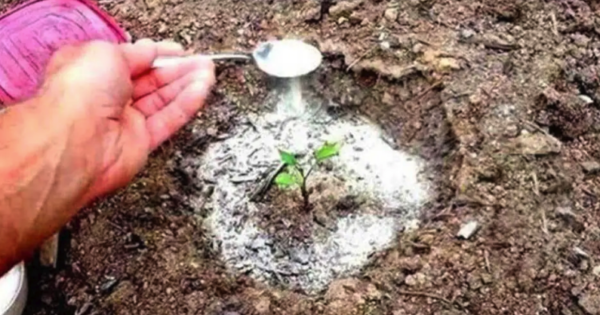 O bicarbonato de sódio é o melhor amigo do jardineiro: aqui estão 10 usos inteligentes no jardim