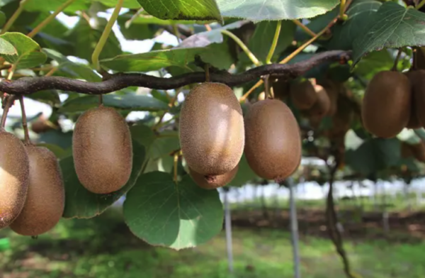 Plantar um kiwi: quando e como?