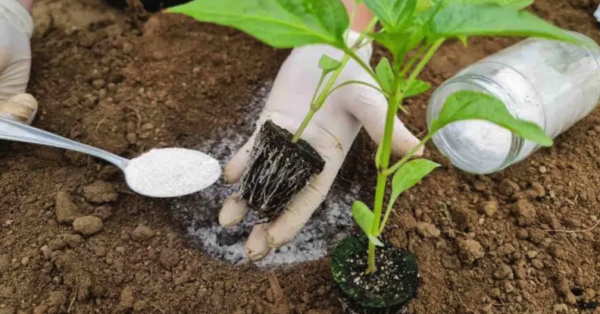 Plante pimentas assim e terá uma colheita muito rica e abundante