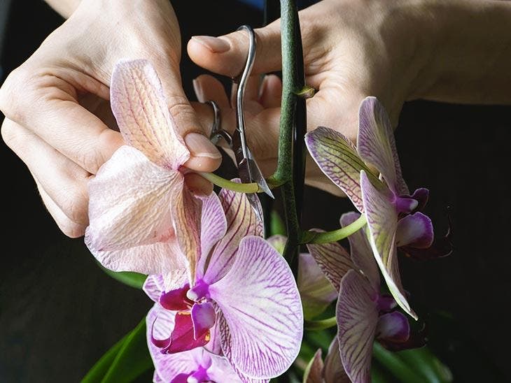 Taglia i fiori appassiti di un'orchidea