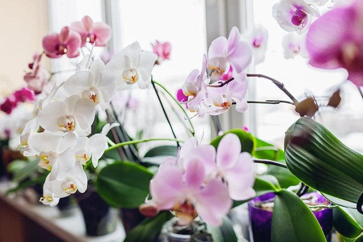 orchidee in fiore