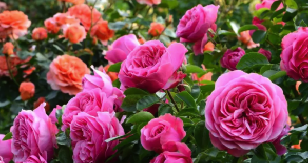 Rosas bonitas e saudáveis: siga estas 5 dicas para um jardim suntuoso
