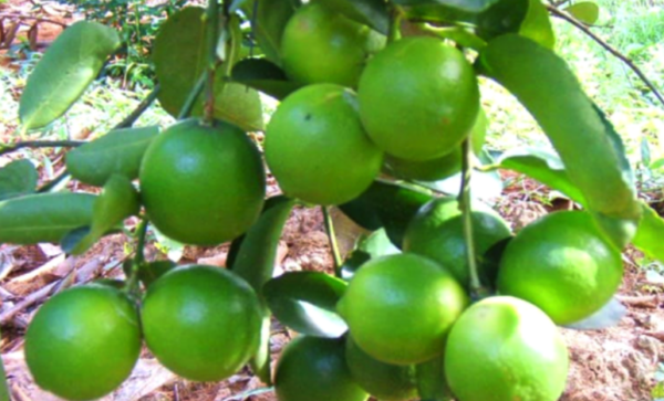 Use apenas uma COLHER e faça a sua planta turbinar de FRUTOS.