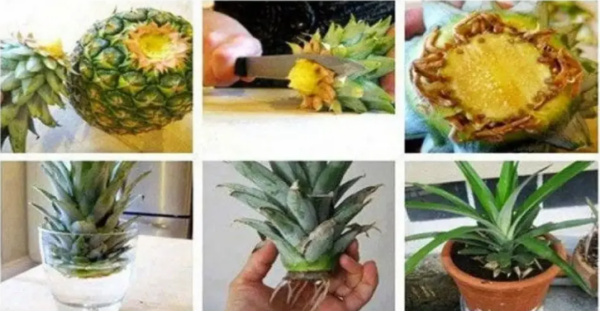 Veja como cultivar um abacaxi a partir de sobras