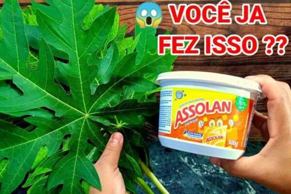 Veja essa receitinha incrível de sabão líquido caseiro com folha de mamão