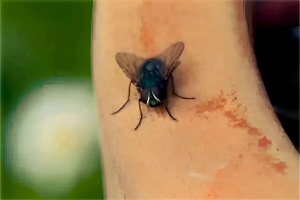 Como acabar com as moscas sem gastar nada usando apenas 2 ingredientes que você tem em casa