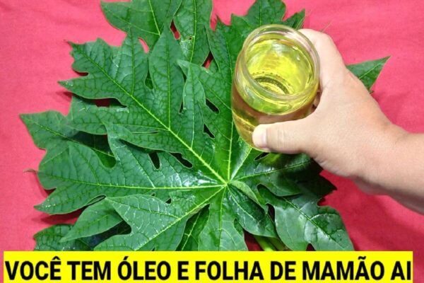 Depois que misturei óleo e folha de mamão nunca mais precisei comprar detergente caseiro no mercado