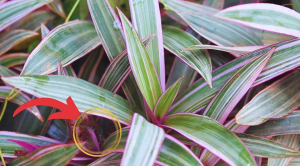 Dicas de jardineiro para cultivar e manter a planta berço-de-moisés em boas condições