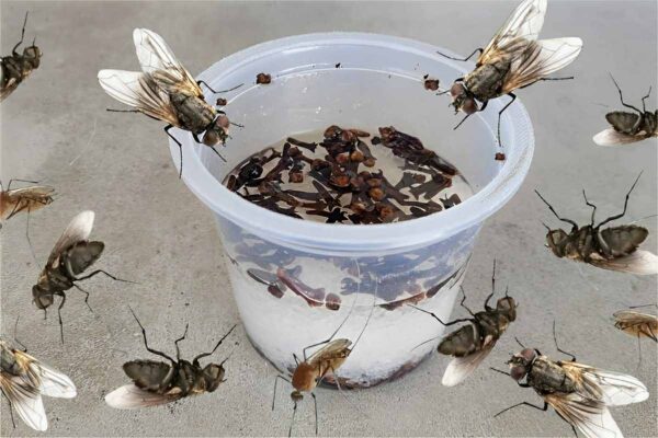 Fiz esse truque caseiro para acabar com as moscas usando produtos naturais e hoje estou livre desses insetos