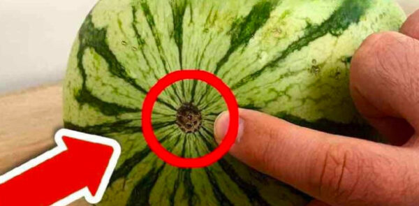 Preste atenção nesse detalhe da melancia, pois ela ainda não está madura