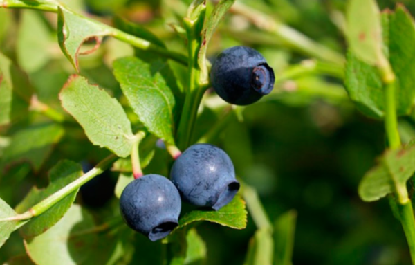 23 BENEFICIOS DE COMER ARANDANOS