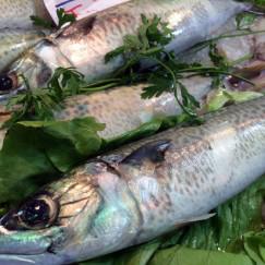 caballas en pescaderia caballas-en-pescaderia