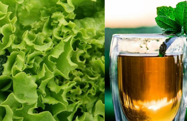 TÉ DE LECHUGA: BENEFICIOS, CÓMO PREPARARLO