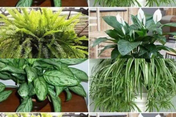11 plantas que purifican el aire de la casa según la NASA