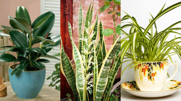 5 Plantas que reducen el calor de tu casa