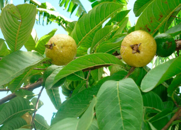 7 HOJAS DE LA GUAYABA PARA LA COLITIS